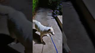 HUSKY WANTS TO GO FOR WALK TALKING.. #dog #husky #viralvideo #cute #pets #funny #white  #shorts