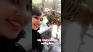 Oh my god tiger in real #vlogs #like #subscribe #trending #tiger #photo #viral #subscribe #thailand