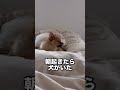 足元がモゾモゾすると思ったら… ポメチワ puppy かわいい 犬のいる暮らし