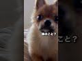 足元がモゾモゾすると思ったら… ポメチワ puppy かわいい 犬のいる暮らし