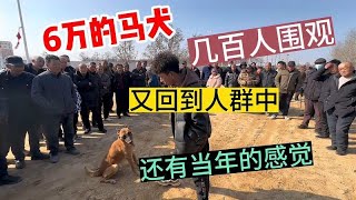 6万的马犬，又回到人群当中，太听话了，全场几百人都鼓掌