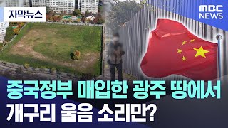 [자막뉴스] 중국정부 매입한 광주 땅에서 개구리 울음소리만? (광주MBC 뉴스)