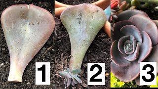 How to Propagate Succulents from Leaves