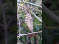 ミノムシ bagworm ガーデニング