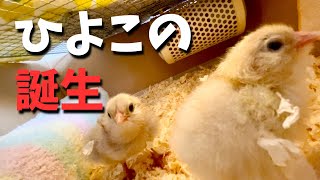 A chick hatched from an egg【chick rearing】　#1