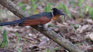 Chestnut Winged Cuckoo with caterpillar.