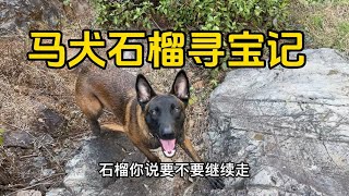 第219集/馬犬石榴為什麼會找到玉石？原來3年前這狗子就有這項天賦#狗是人类最忠诚的朋友 #救助流浪狗 #狗狗 #艾倫 【铁牛旅行记】