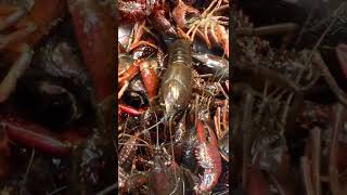 Red Swamp Crayfish at the Asian market