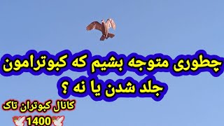 چطوری متوجه بشیم که کبوتراتون جلد شده یا نه