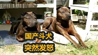 国产斗犬中的狠角色骨嘴沙皮犬，斗犬之王比特都要让它三分