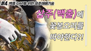 삽주(백출) GAP를 위한 표준재배기술 - 본밭관리 #4