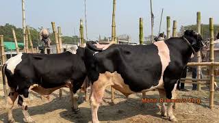 Hazratpur Gorur Haat r Shera Exclusive Biggest Austal Cow | 1200 KG Live Weight Huse Size Angry Cow