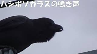 電線でカラスが鳴いていた、crow