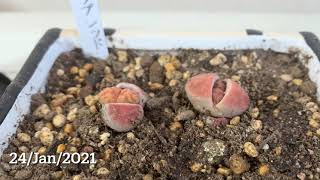 Growth of Lithops リトープスの脱皮【succulent】