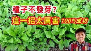 種子不出芽，怎麼辦？這一招太厲害了，100%成功 The Secret of Seed Germination