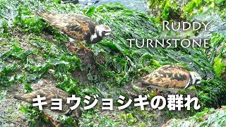 野鳥撮影・ 野鳥動画・キョウジョシギの群れ・4K