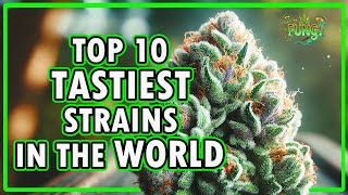 🌿🔥 Breaking: Top 10 Tastiest Weed Strains of 2025! 🍬🍓🍋| FUNGI Co News🍃✨