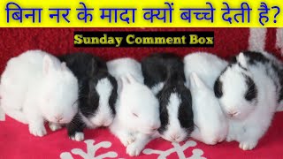 Sunday Comment Box | बिना नर खरगोश के मादा बच्चे दे सकती है क्या?