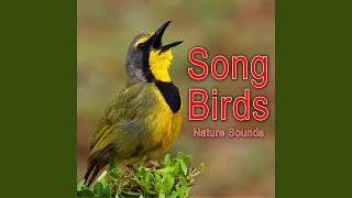 Many Scandinavian Birds Singing