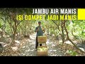 Berawal Dari Teras Rumah Hingga Punya Kebun Jambu Air Berbuah Besar, Pembeli Metik Sepuasnya