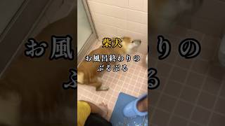 柴犬のぶるぶるに巻き込まれると…#いぬのきもち#お風呂#しばいぬ#shibadog#doglife#shorts