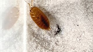 アリジゴクとワラジムシの攻防　Battle of antlion and woodlouse