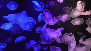 癒しのクラゲ動画　Relaxing with jellyfish