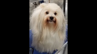 How to prepare a Havanese head, ready for show.