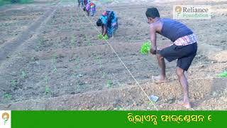 ଭାଜି ଲଙ୍କାର ଚାରା ଲଗାଇବା ପଦ୍ଧତି | Planting Method for Bhaji Chilli Crop