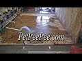 PetPeePee company-Show me the pee-pee before and after Oriental rug cleaning