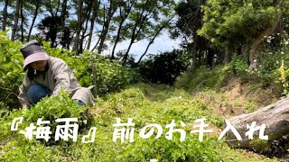 ２３８【紫陽花が咲きました】シャスターデージーの切り戻し