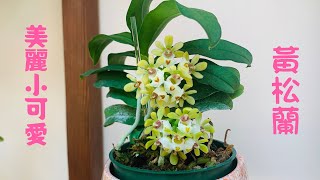 蘭花（132）（國語）嬌俏可愛的黃松蘭養植分享. Gastrochilus japonicus