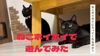 猫ホイホイを作って遊んでみた【にゃんこの会話】