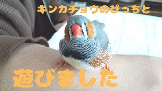 キンカチョウのぴっちと遊びました