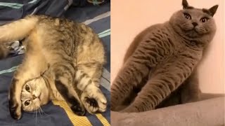 Funny and Cute Cat Videos Compilation #1   Laughing !