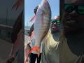 April 2023 Mutton Snapper Madness from Florida Keys Bridge!