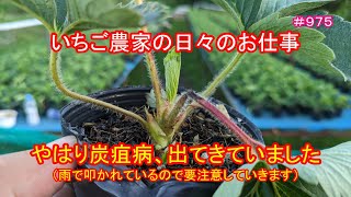 やはり炭疽病、出てきていました（雨で叩かれているので要注意していきます）　いちご農家の日々のお仕事　＃９７５