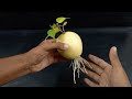 easy way to grow pear trees from pear fruit unique tricks and formula