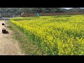 道の駅笠岡ベイファーム菜の花畑　4／10