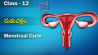 రుతు చక్రం  – Menstrual Cycle | Human Reproduction | Biology Telugu | Class 12 | Inter 2nd Year