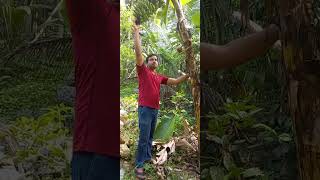 மட்டி வாழை  கன்னியாகுமரி Special வாழை பகுதி -1.Kanyakumari special banana tree part -1 Home garden 👇