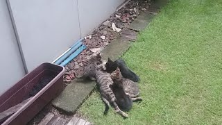 ちょろしま子猫たち、母猫ぴったり