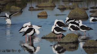 Banded Stilt