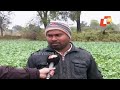 untimely rain damages vegetables in sambalpur farmers seek govt help