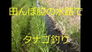 【釣り】田んぼ脇の水路でタナゴ釣り【タイリクバラタナゴ】