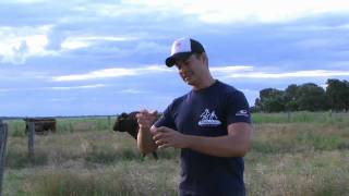 Cattle Breeds in Outback Qld - Farmer Dave