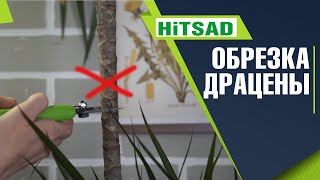 Как правильно обрезать драцену 🌱 Драцена переросла