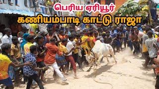 🔥கனியம்பாடி காட்டி ராஜா 💥 பெரிய ஏரியூர் வீதி #kaniyambodikattu raja #Eriyur #kattu raja