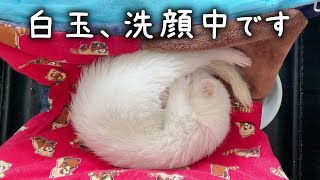 Ferret face wash is like a dumpling