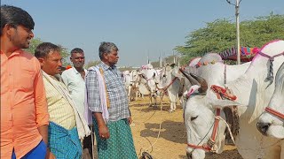 పెబ్బేరు శనివారం ఎద్దుల సంతలో ఈ ఎద్దుల రేట్లు ఎలా ఉన్నాయో చూడండి | Bulls market in Pebbair | Oxen 🐂